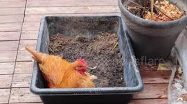 Where do chickens go when it snows