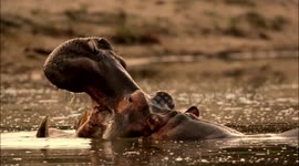 Hippo bull shows off teeth before putting his feet up in the air