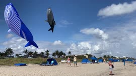 Huge 60' Whale Kites Soar Over Florida Beach
