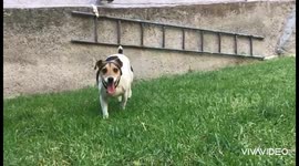 Perritas corriendo una tarde en su jardín