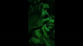 Angry moment catch on camera