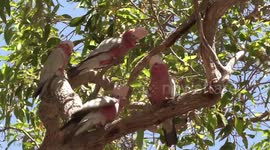 Pink and Grey Cockatoo (Galah) parents get no relief from their noisy, begging chicks