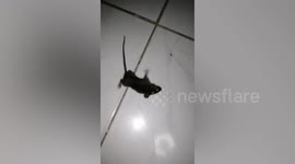 Mouse Plays Dead After Being Caught Chewing Woman's Clothes