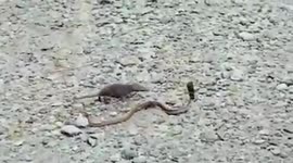 Rat Kills Cobra Before Dying From Poison Bites In India