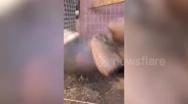 Furious Hen Attacks Rooster On Farm In Mexico