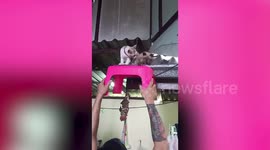 Three Pet Cats Carried Down From Ledge