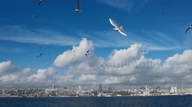 A beautiful flight of seagulls with a slow motion shot in the city of Istanbul.