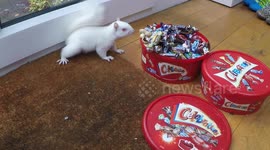 Albino squirrel steals Christmas celebration