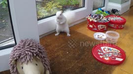 Rare albino squirrel comes indoors and steals a chocolate