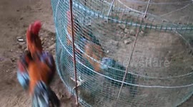 TAKE CARE OF FIGHTING ROOSTER
