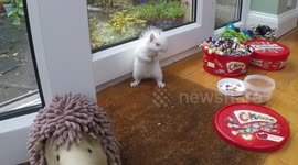 Rare albino squirrel enters home and helps itself to peanuts