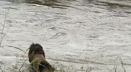 Mapogos Lions Mr. T and Kinky Tail cross the Sand river in the Sabi Sands, Kruger Park back in 2009 and almost get washed down stream.