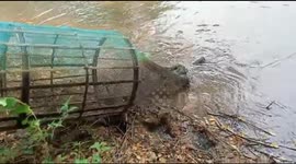 Indian fisherman shocked to find two snakes trapped in his net