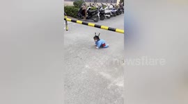 One-year-old carefully crawls under barrier