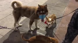 Cute moment when Dog wearing a mask against covid-19