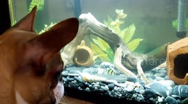 Dog's reaction to fish in the aquarium