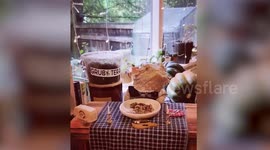 This lizard has his own cookbook and it’s utterly adorable