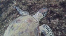 Shark swims behind unsuspected snorkelers videoing turtles