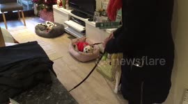 Baby the Chihuahua does not want to go walkies