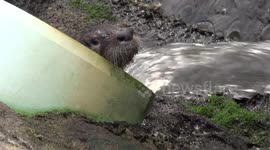 Shy River Otter knows he's on camera!