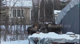 US woman captures rare sighting of moose triplets in backyard