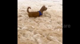 Pups and beachgoers enjoy the thick sea-foam covering the beaches in Australia