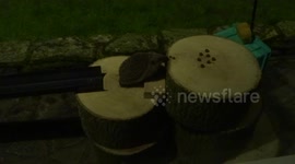 Hedgehog Assault Course