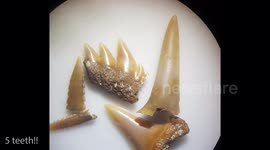 New Zealand man cooks 20-million-year-old fossil to reveal microscopic shark teeth