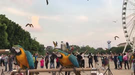 Exotic Macaw parrots fly through Bangkok skies