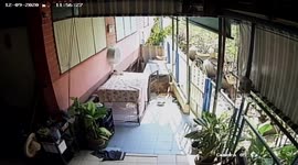 Brave pet dog dies after fighting cobra that tried to slither into family home