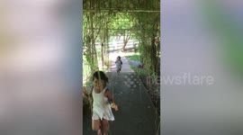 Heart-stopping moment snake jumps up at girl, 5, playing with her sister