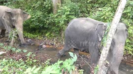 55-year-old elephant rescued after a 20-year stint performing for tourists