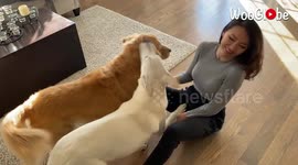 German shepherd is extremely jealous of any attention his 'brother' receives