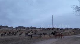 US driver and her dog stunned as massive elk herd encircle her vehicle