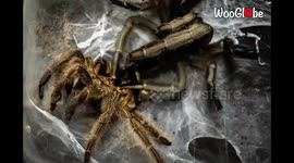 Timelapse of huge tarantula molting is absolutely terrifying