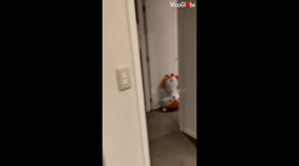 Cutest Baby Reaction On Donk His Head At The Door Challenge