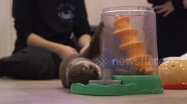 Animal protection agency investigate otter cafes in Japan over possible animal abuse