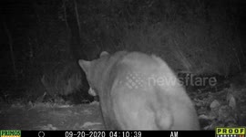 bear body shake