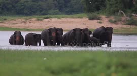 Herd of magnificent elephants swim across the deep waters of Sri Lanka