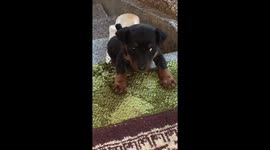 little cute dog eager to touch and cuddle wants to climb on his touches fails, it's too cute.