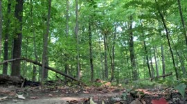 Mountain biking and nature - relaxing sounds and sights
