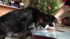 Advent calendars aren’t just for humans!