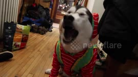 This Malamute is not impressed with her Christmas jumper