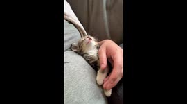 Baby Kitten Waking Up