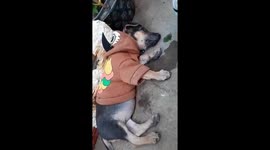Dog is drunk when he likes to drink beer