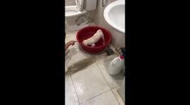 Mischievous dog violently played when first bathed in a pot