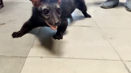 Rescuer struggles to remove elusive civet cat from car showroom in India