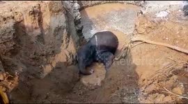 Exhausted elephant rescued from 30-foot-deep well in India