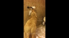 Golden Retriever can't stop munching on toilet paper