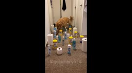 Golden Retriever navigates through Covid-inspired maze practicing safe distancing skills